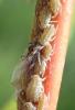 Pterocomma pilosum